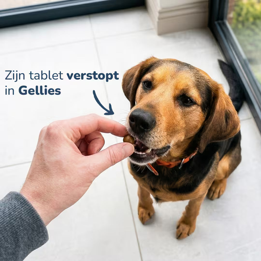 Gellies - maskeerpasta met Kip & Cheddar