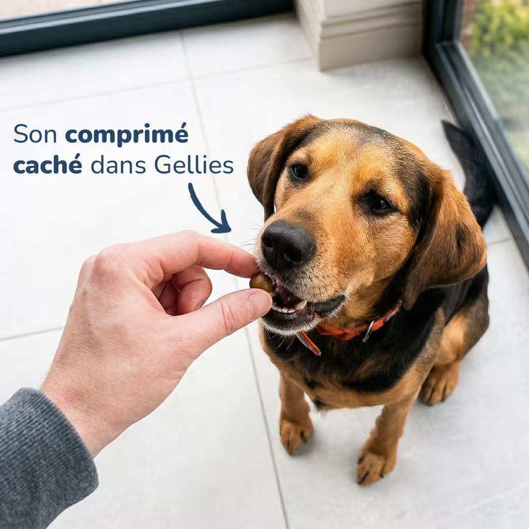 Gellies - Pâte cache-comprimé Poulet & Cheddar