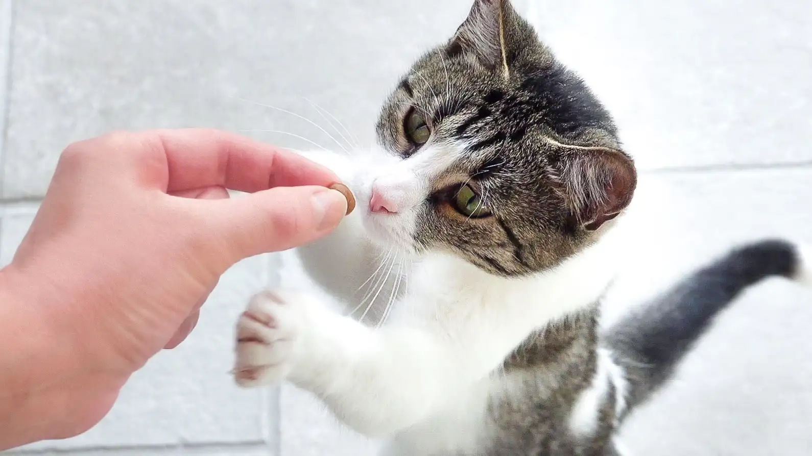Chat mangeant Gellies avec plaisir
