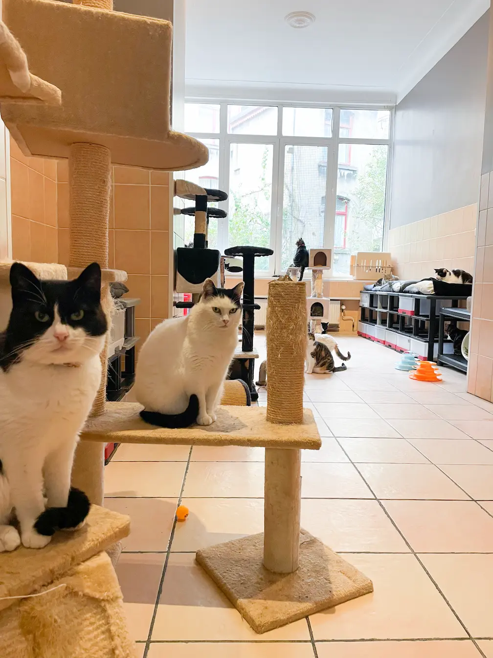 Tests d'appétence au Fanal des chats